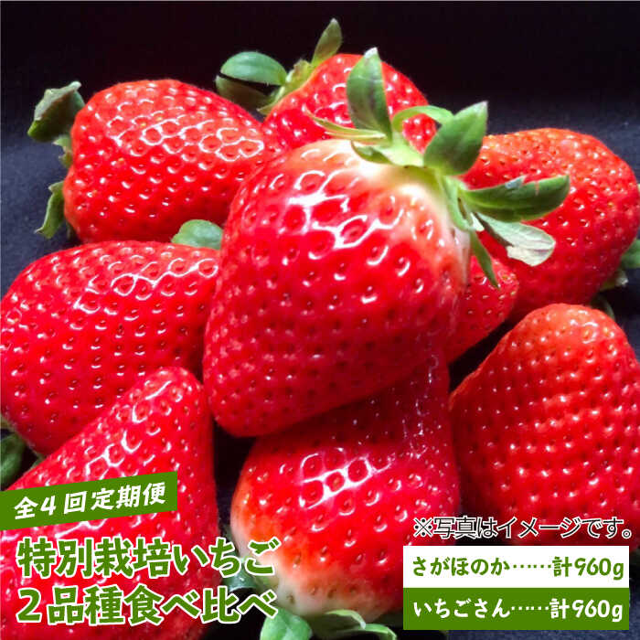 【先行予約】 【農家直送】 【全4回】 特別栽培 いちご 2品種 食べ比べ（さがほのか＆いちごさん）【井崎農園】 赤いちご イチゴ 苺 フルーツ 果物 食べ比べ [IBP002]