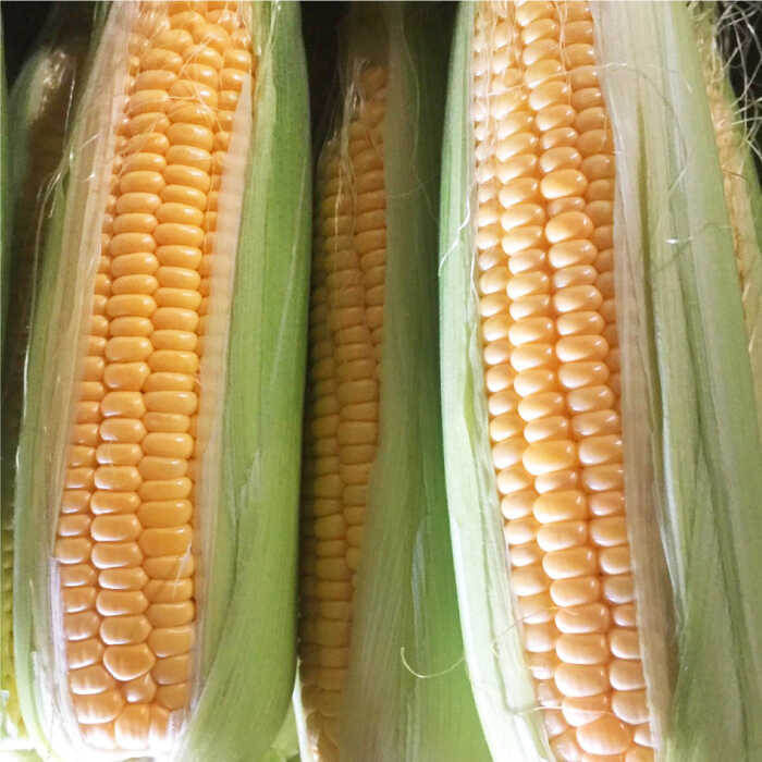 【ふるさと納税】【先行予約】【農家直送】 数量限定 糖度18度以上！？スイートコーン 約3kg【井崎農園】 とうもろこし 野菜 佐賀県 白石 [IBP003] - 画像2