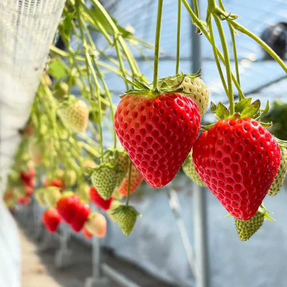 【ふるさと納税】【R8年2月以降発送】いちごさん 〈選べる容量〉 2パック or 4パック or 6パック 【8/12ICHIGOFARM】[IBR002] サムネイル3