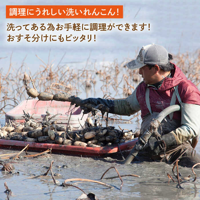 【ふるさと納税】【年内配送】洗い れんこん 真空パック入り 300g×6袋（計1.8kg）【有限会社マルハ園芸】 レンコン 蓮根 根菜 野菜 白石町産 佐賀県産 [ICC003] サムネイル2