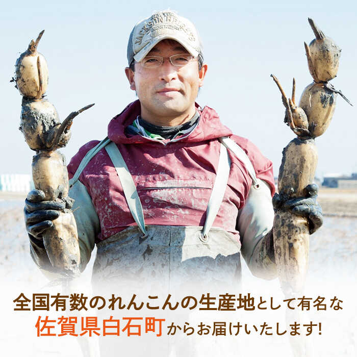 【ふるさと納税】【年内配送】洗い れんこん 真空パック入り 300g×6袋（計1.8kg）【有限会社マルハ園芸】 レンコン 蓮根 根菜 野菜 白石町産 佐賀県産 [ICC003] サムネイル3