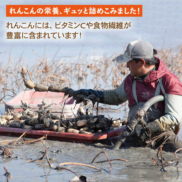 【ふるさと納税】【ギフトにもおすすめ！】 れんこん茶とパウダーのセット（れんこん茶×3/れんこんパウダー×1）【有限会社マルハ園芸】 加工品 お茶 パウダー 詰め合わせ 佐賀県 白石 [ICC006] - 画像2