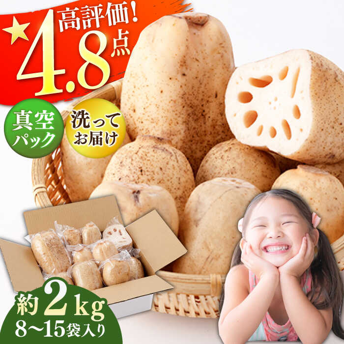 【真空パック】 リピーター続々！ 洗いれんこん 約2kg（8-15袋入り）【和泉農園】 農家直送 レンコン 蓮根 れんこん 小分け 佐賀県産 野菜 根菜 白石町産 新鮮 高評価 大人気 真空パック 個包装 佐賀県 白石町 [ICE001]