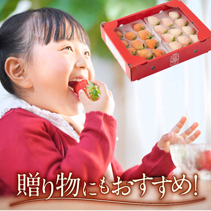 【ふるさと納税】 【先行予約】【産地直送】 白石産 希少 白いちご「淡雪」＆「パールホワイト」食べ比べ セット イチゴ 白イチゴ 苺 果物 フルーツ 佐賀県産【ハヤシダファーム】 [ICQ001] サムネイル3