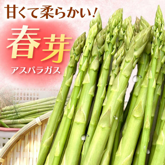【ふるさと納税】 【2026年4月以降発送】甘くやわらか！こだわり 春芽 アスパラガス 約1kg【ふぁふぁふぁーむ】 アスパラ 朝採り 新鮮 野菜 佐賀県 白石 [ICS001] - 画像2