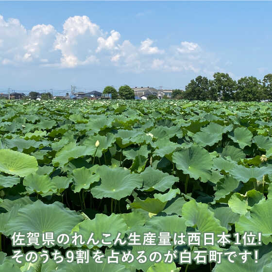 【ふるさと納税】【2026年1月以降発送】【祖母は103歳 健康長寿の源！】 白石 れんこん 3kg【やまぐちれんこん店】 蓮根 レンコン 根菜 野菜 佐賀県産 白石 [ICT001] - 画像3