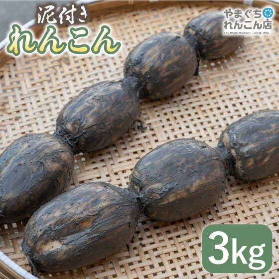 【2026年1月以降発送】【祖母は103歳 健康長寿の源！】 白石 れんこん 3kg【やまぐちれんこん店】 蓮根 レンコン 根菜 野菜 佐賀県産 白石 [ICT001]