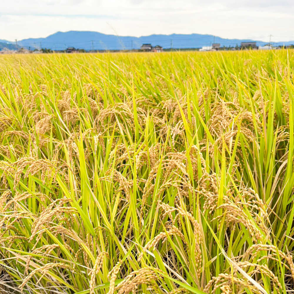 【ふるさと納税】【令和7年産】ひのひかり 10kg【勝農園】 米 10kg 精米 佐賀県産 国産米 コメ こめ お米 白米 ブランド米 精白米 おにぎり ひのひかり 九州 佐賀県 白石町 人気 おすすめ 白石 令和8年発送[IDK001] - 画像2
