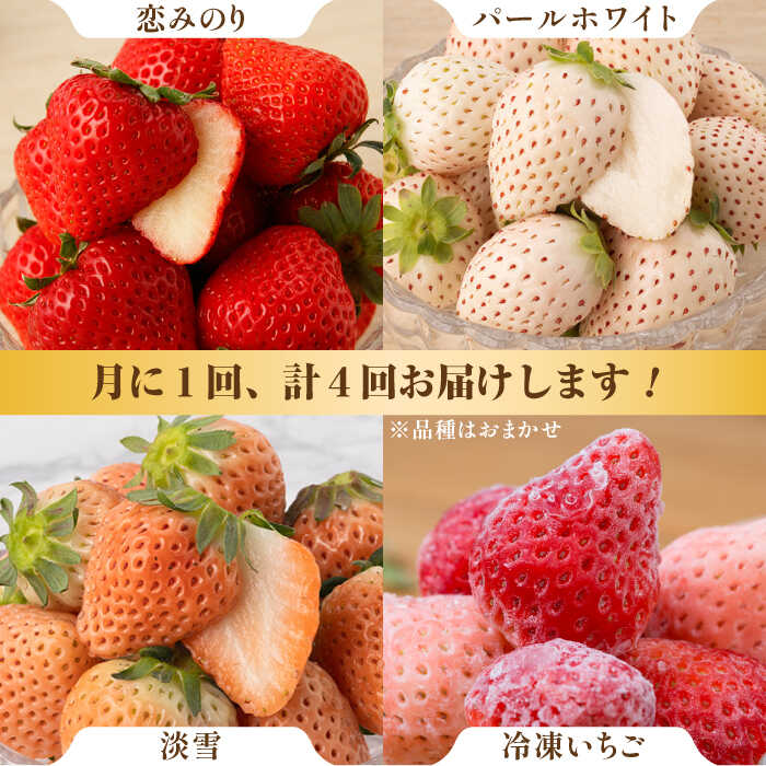 【ふるさと納税】【先行予約】【4回定期便】希少いちご 食べ比べ定期（恋みのり・パールホワイト・淡雪・冷凍いちご）/ 農家直送 希少 苺 いちご イチゴ 白イチゴ 赤イチゴ 果物 フルーツ 佐賀県産 佐賀県 白石町 [IZZ005] サムネイル2