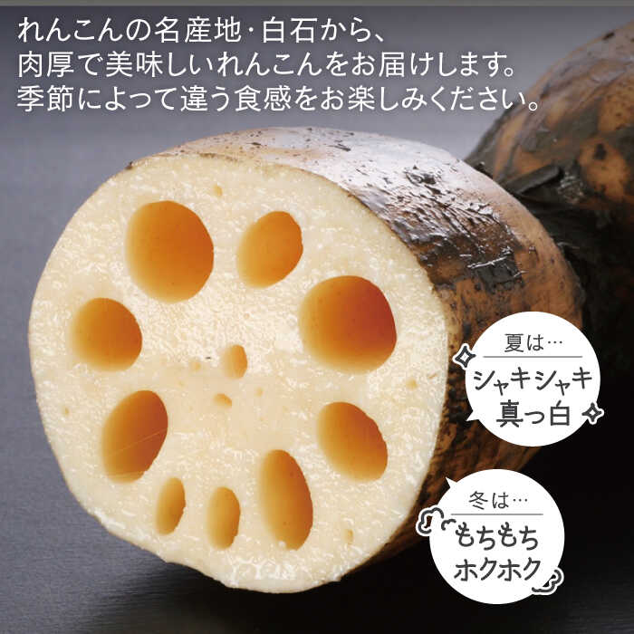 【ふるさと納税】【年内配送】レンコンの名産地！白石町産 泥付き れんこん（3kg） / レンコン 蓮根 佐賀県産 野菜 根菜 高品質 佐賀県 白石町 [IZZ011] サムネイル2