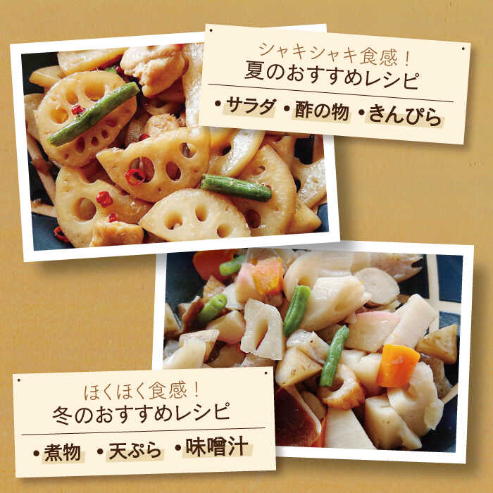 【ふるさと納税】【年内配送】レンコンの名産地！白石町産 泥付き れんこん（3kg） / レンコン 蓮根 佐賀県産 野菜 根菜 高品質 佐賀県 白石町 [IZZ011] サムネイル3