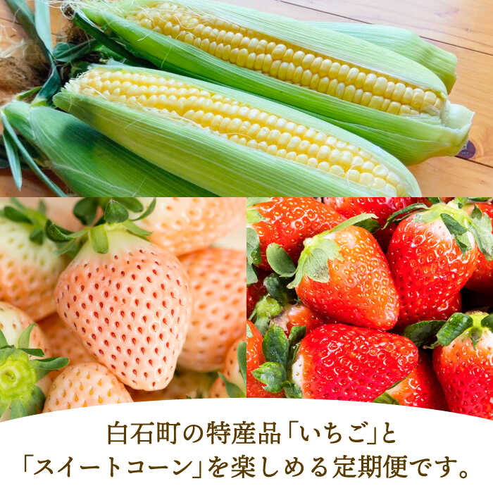 【ふるさと納税】【先行予約】【3回定期便】紅白いちご（淡雪・さがほのか）とスイートコーンの定期便 / 苺 イチゴ 果物 フルーツ 野菜 とうもろこし 佐賀県 白石町 [IZZ016] サムネイル2