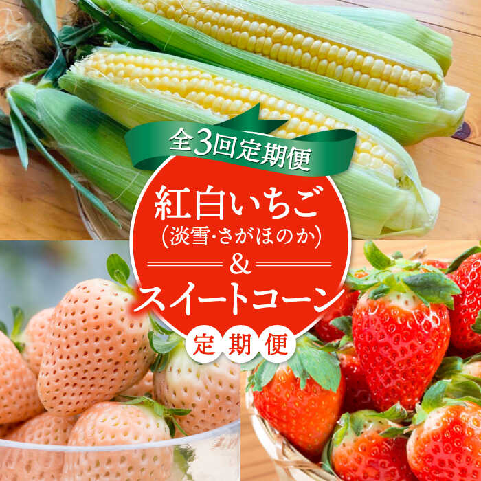 【先行予約】【3回定期便】紅白いちご（淡雪・さがほのか）とスイートコーンの定期便 / 苺 イチゴ 果物 フルーツ 野菜 とうもろこし 佐賀県 白石町 [IZZ016]