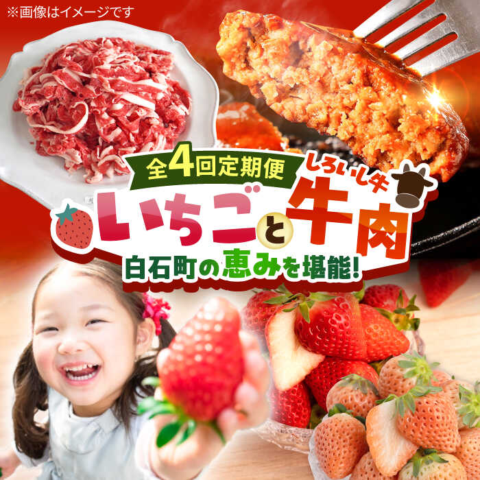 【R8年3月以降発送】【全4回定期便】産地直送！白石町産 いちごと牛肉の定期便 / イチゴ 苺 果物 フルーツ お肉 肉 ハンバーグ 切り落とし 佐賀県 白石町 [IZZ019]