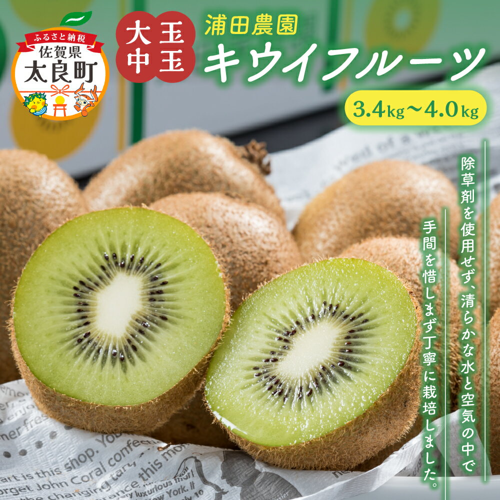 N-58 体が喜ぶ☆大玉・中玉キウイフルーツ ヘイワード ヘイワードキウイ 大玉 中玉 キウイフルーツ キウイ フルーツ くだもの 果物 ミネラル豊富 太良町 国産 贈答用 浦田農園
