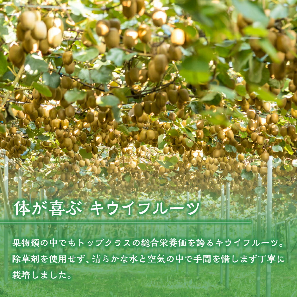 【ふるさと納税】体が喜ぶ☆キウイフルーツ 1.7kg〜2.0kg 10〜16個 甘い キウイ フルーツ 果物 栄養 浦田農園 佐賀県 太良町 LB12 サムネイル2