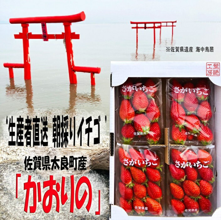 N-252 太良町産「かおりの」約250g×4P　生産者直送！朝採り苺！