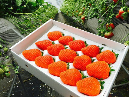 【ふるさと納税】M-80 冷凍いちご 2kg　苺 おやつ スイーツ シャーベット 苺みるく サムネイル3