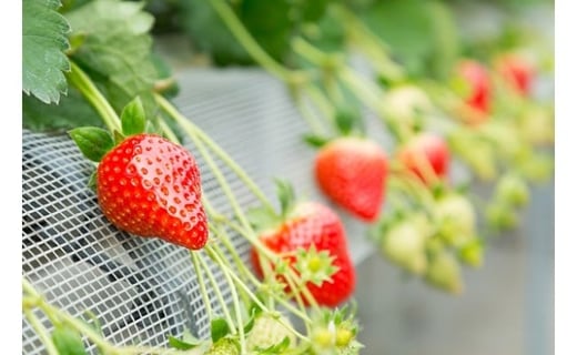 【ふるさと納税】N-238 黒酢いちご(ゆめのか)　化粧箱　450g×1箱 黒酢いちご 黒酢苺 黒酢イチゴ いちご 苺 イチゴ ストロベリー ゆめのか 化粧箱 450g×1箱 甘い 美味しい おいしい 太良町 佐賀 冷蔵品 サムネイル3