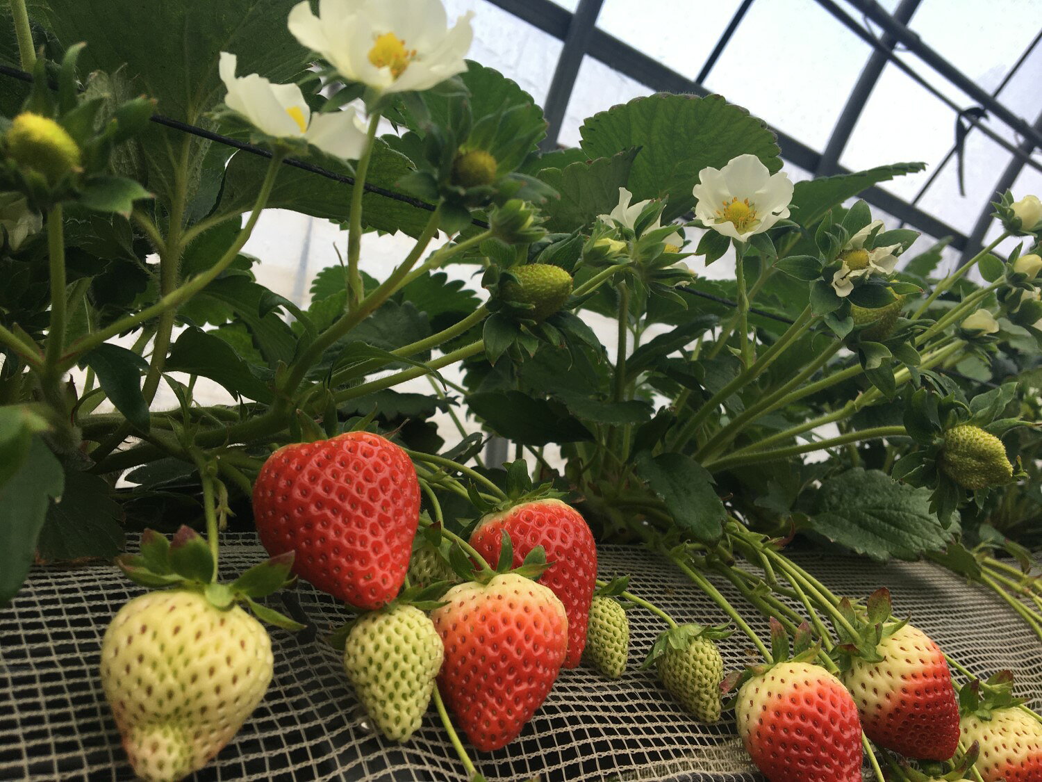 【ふるさと納税】N-205 いちごさん　平パック　240g×4パック 苺 いちご フルーツ 果物 サムネイル2