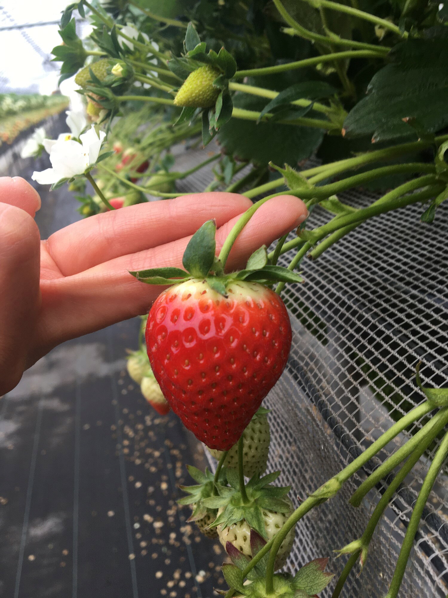 【ふるさと納税】N-205 いちごさん　平パック　240g×4パック 苺 いちご フルーツ 果物 サムネイル3