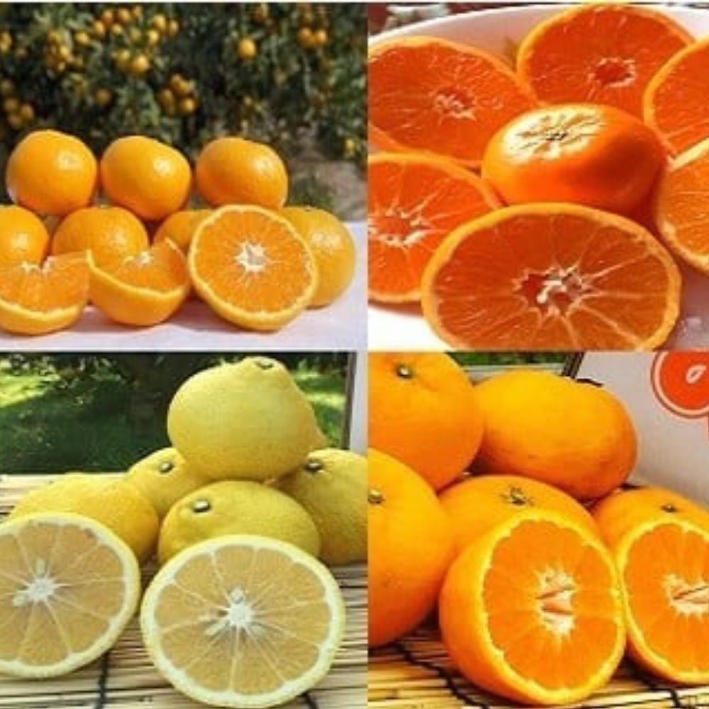 R-36 山本農園のみかんのお楽しみ定期便 4回コース 定期便 温州みかん クレメンティン はれひめ はるか 温州 みかん ミカン 蜜柑 温州蜜柑 温州ミカン クレメンティン はれひめ フルーツ くだもの 果物 ミネラル豊富