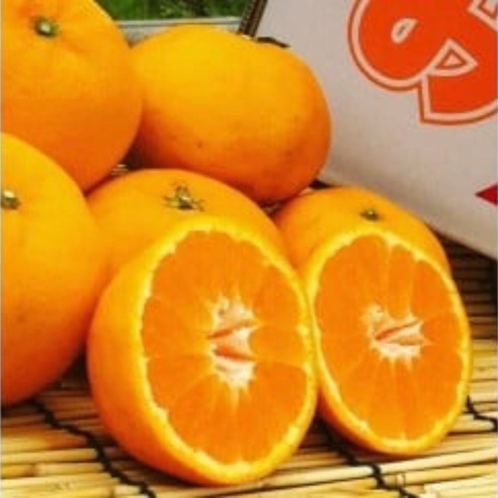 N-113 山本農園のはれひめ 4．5kg S〜2Lミックス 4.5kg 希少 はれひめ ミカン 蜜柑 みかん オレンジ おれんじ フルーツ くだもの 果物 太良町 国産 贈答 贈答用 贈答品