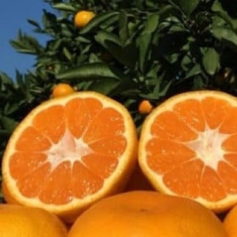 L-14 山本農園の大玉みかん 4.5kg 温州みかん 早生 温州 みかん ミカン 蜜柑 温州蜜柑 温州ミカン フルーツ くだもの 果物 ミネラル豊富 太良町 国産 贈答用