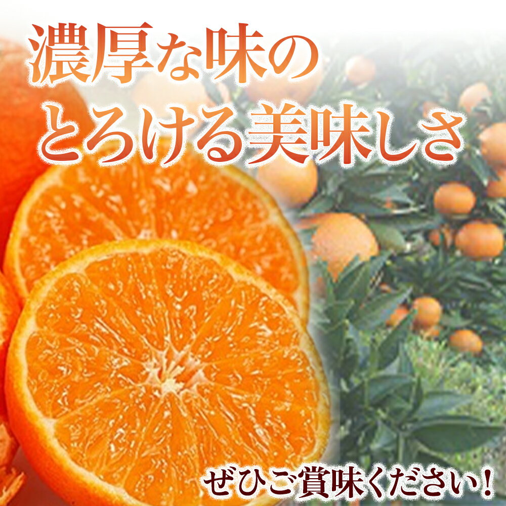 【ふるさと納税】スペイン生まれのたら育ちクレメンティン 3kg クレメンティン みかん 柑橘 国産 オレンジ マンダリン 希少 ジューシー 佐賀県 太良町 M85 サムネイル3