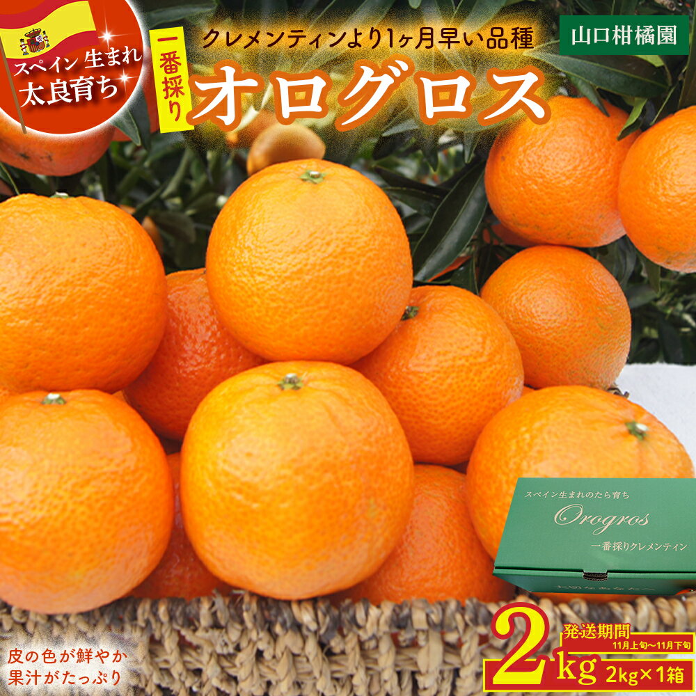 一番採りクレメンティン！新品種「オログロス」2kg 柑橘 マンダリン クレメンティン オログロス 国産 希少 ジューシー 薄皮 佐賀県 太良町 L131