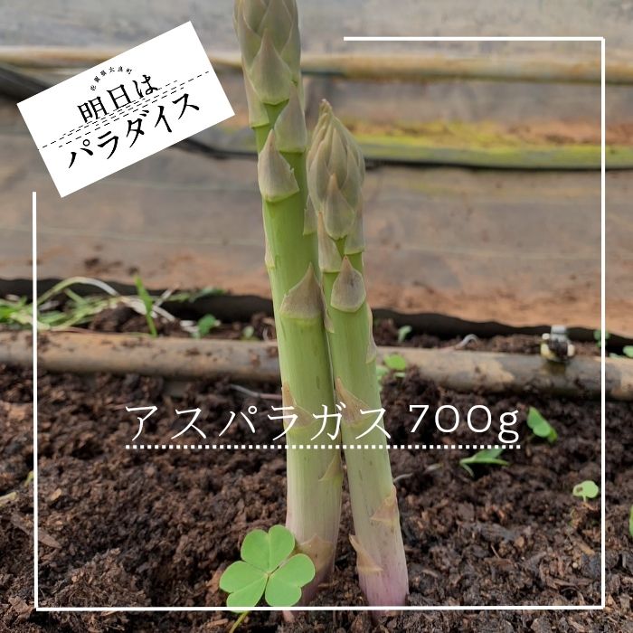 N-244 朝採れアスパラガス700g 朝採れ即発送「明日はパラダイス」 アスパラ アスパラガス 700g シャキシャキ 食感 グリーンアスパラガス 新鮮 産地直送 野菜 冷蔵 みずみずしい 朝とれ 朝採れ 生野菜 太良町 佐賀