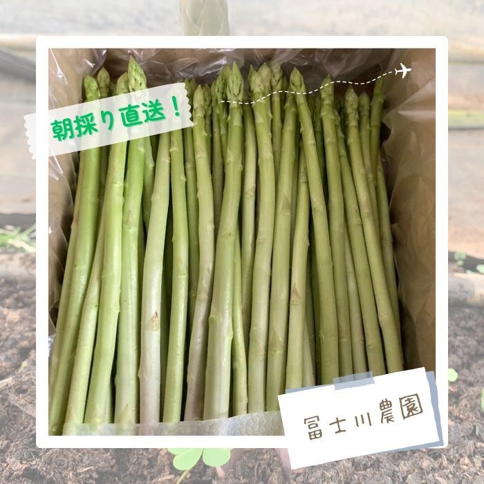 【ふるさと納税】N-244 朝採れアスパラガス700g 朝採れ即発送「明日はパラダイス」 アスパラ アスパラガス 700g シャキシャキ 食感 グリーンアスパラガス 新鮮 産地直送 野菜 冷蔵 みずみずしい 朝とれ 朝採れ 生野菜 太良町 佐賀 - 画像2