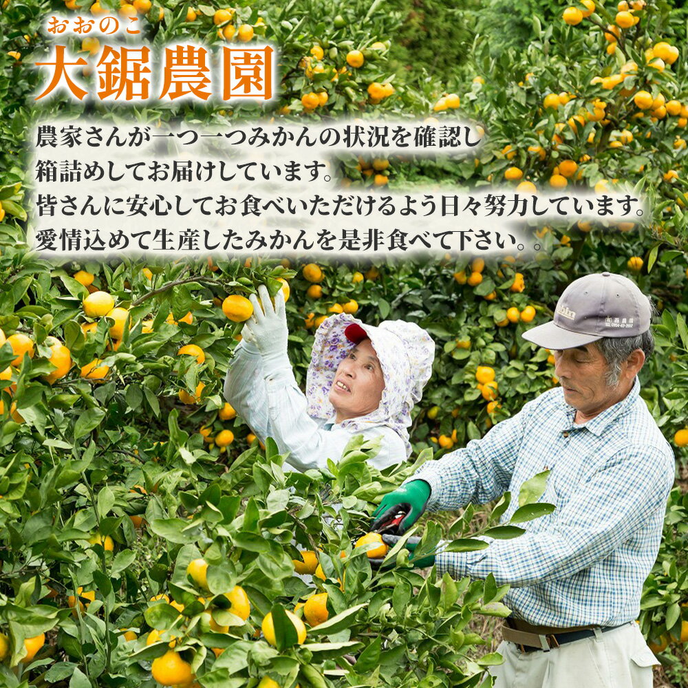 【ふるさと納税】みかん 大鋸農園 甘果坊 10kg | 佐賀県 太良町 みかん ミカン 蜜柑 早生 極早生 ふるさと納税 10kg 佐賀県 太良町 有明海 柑橘 甘い 黒酢 果物 フルーツ N-44 サムネイル2