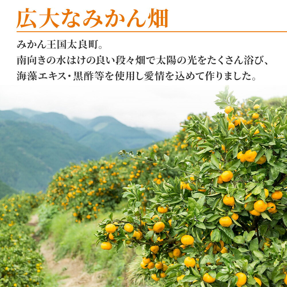 【ふるさと納税】みかん 大鋸農園 甘果坊 10kg | 佐賀県 太良町 みかん ミカン 蜜柑 早生 極早生 ふるさと納税 10kg 佐賀県 太良町 有明海 柑橘 甘い 黒酢 果物 フルーツ N-44 サムネイル3