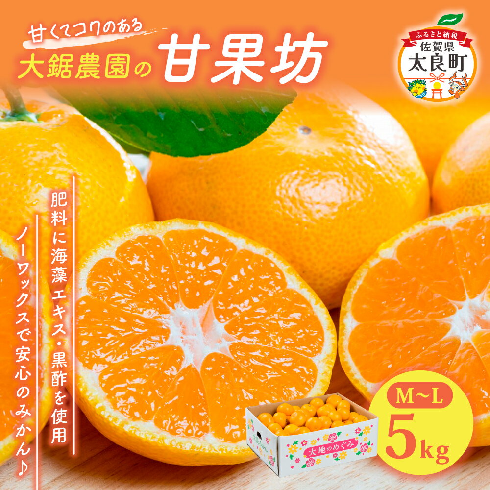 みかん 大鋸農園 甘果坊 5kg | 佐賀県 太良町 みかん ミカン 蜜柑 早生 極早生 ふるさと納税 5kg 佐賀県 太良町 有明海 柑橘 甘い 黒酢 果物 フルーツ LB-7
