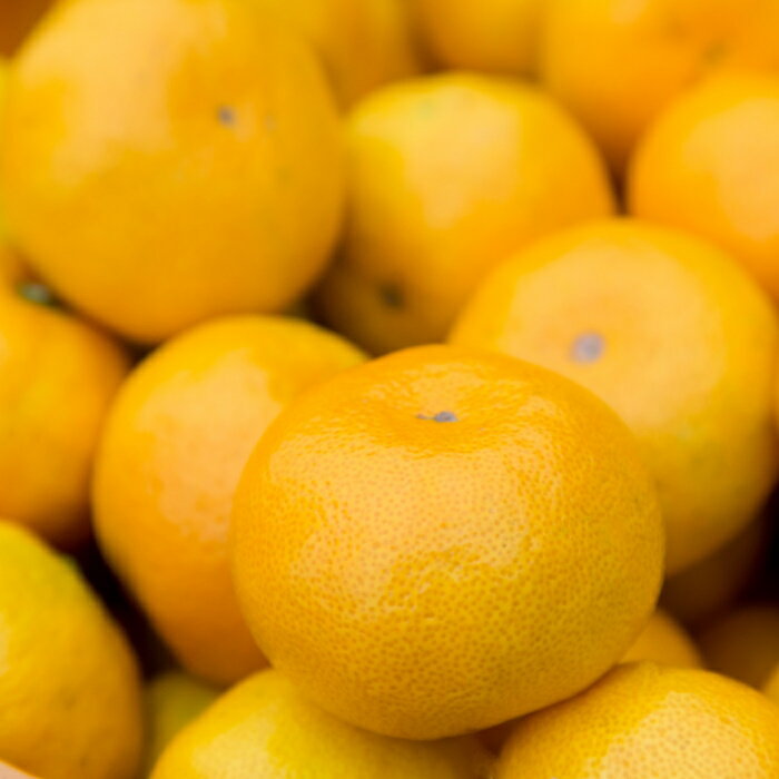 【ふるさと納税】潮風の贈り物 みかん 10kg みかん ミカン 蜜柑 たらみかん 太良みかん 温州みかん 完熟みかん 甘熟 柑橘 有機栽培 国産 佐賀県産 太良町 こだわり 贈答品 産地直送 詰め合わせ 極甘 N38 サムネイル2