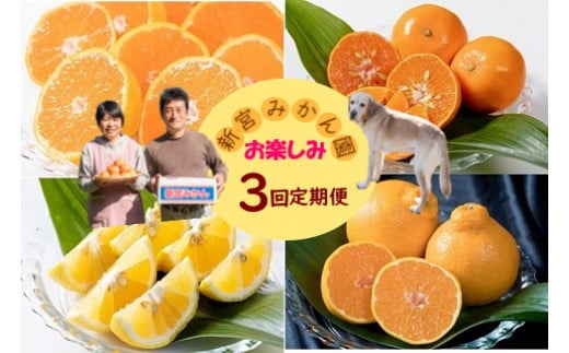 Q-51 新宮みかん園のお楽しみ定期便　3回コース