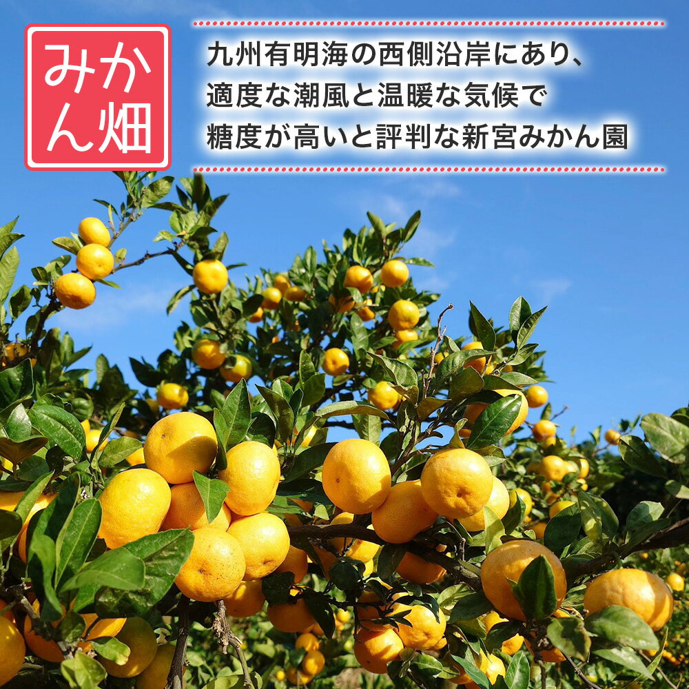 【ふるさと納税】N-59 新宮みかん園 紅みかん 5kg みかん ミカン 蜜柑 柑橘 果物 フルーツ 人気 新鮮 先行予約 数量限定 温州みかん 完熟みかん 甘熟 国産 佐賀県 太良町 こだわり 産地直送 詰め合わせ サムネイル3