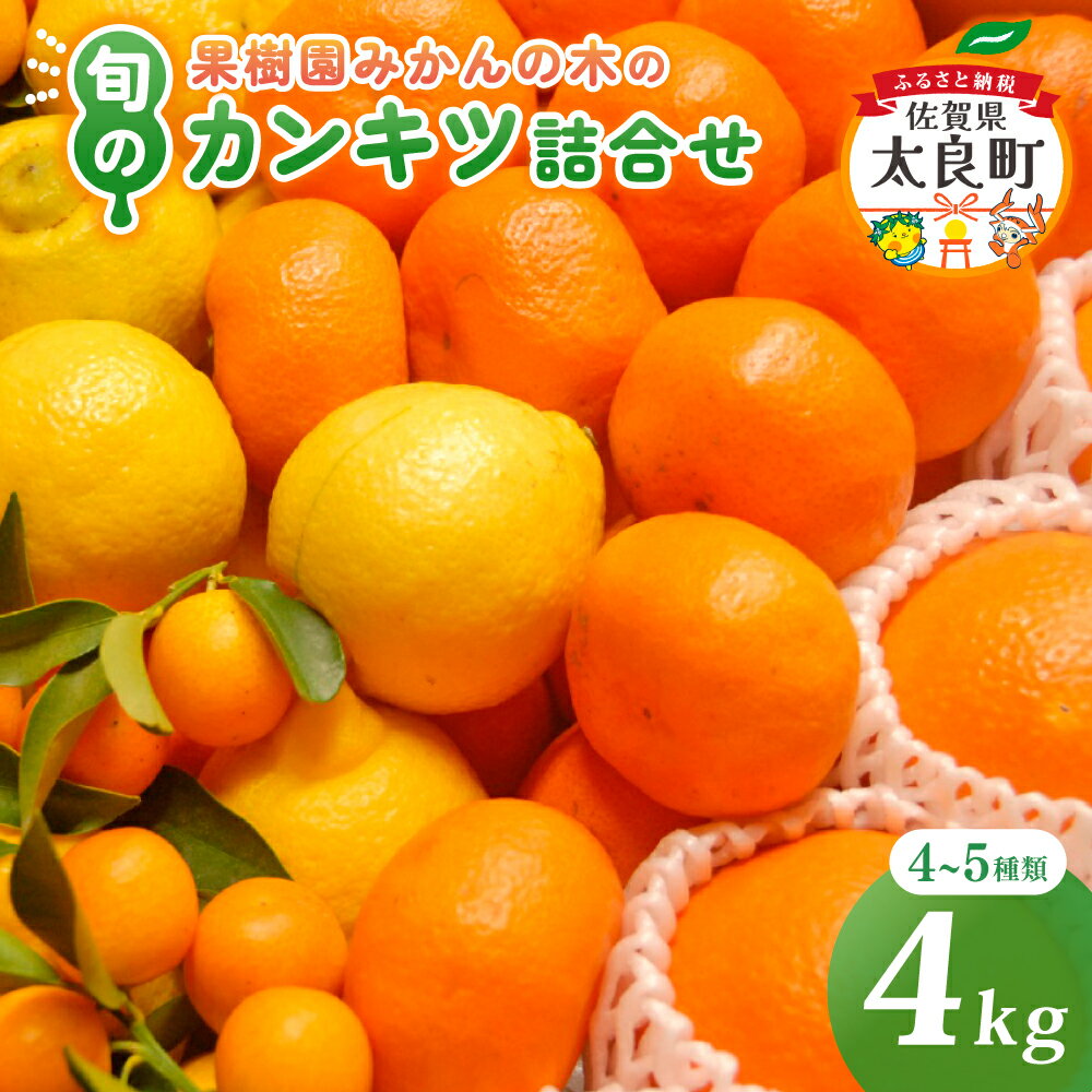果樹園みかんの木の旬のカンキツ詰合せ 約4kg 4〜5種類 みかん 詰め合わせ 柑橘類 柑橘 いよかん ポンカン みかん フルーツ くだもの 果物 佐賀県 太良町 M103