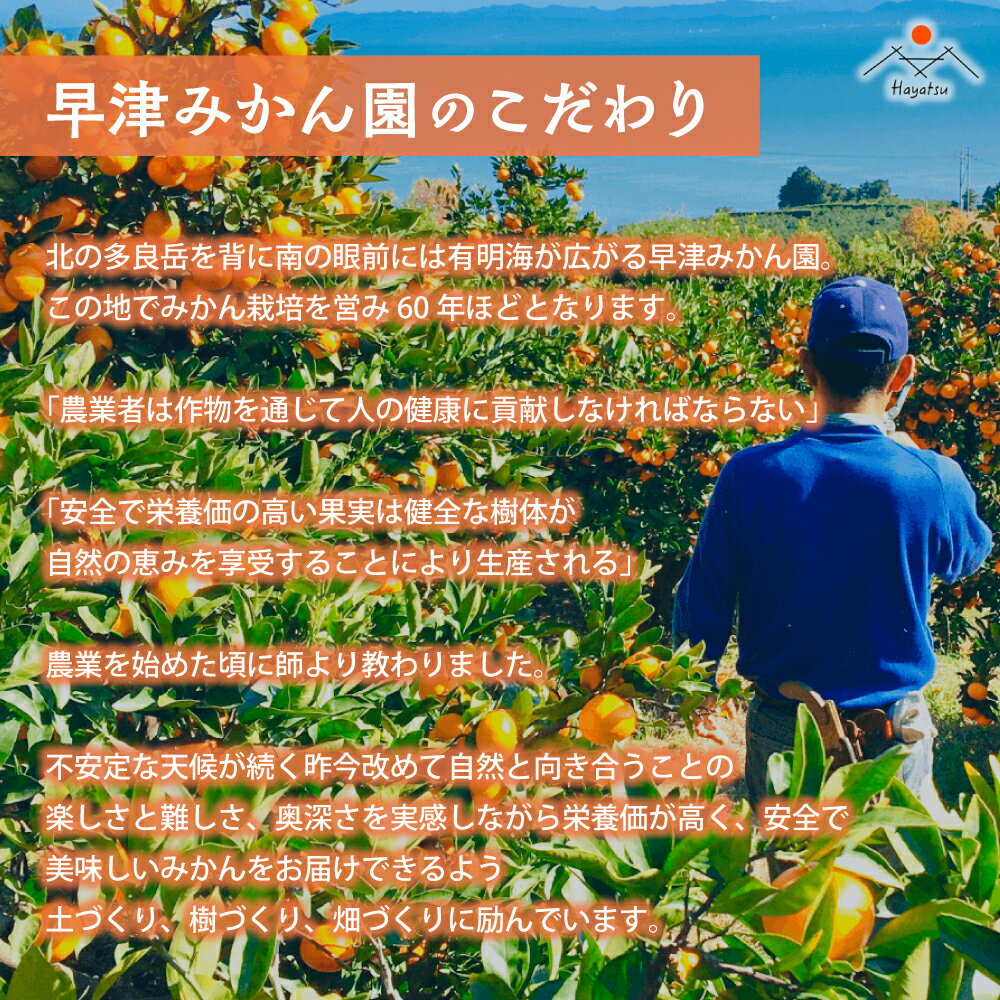 【ふるさと納税】L-102　早津みかん園の完熟プチみかん3kg　みかん ミカン 蜜柑 温州みかん 完熟みかん 甘熟 柑橘 有機栽培 国産 佐賀県産 太良町 こだわり 贈答品 産地直送 詰め合わせ 極甘 小玉 サムネイル3