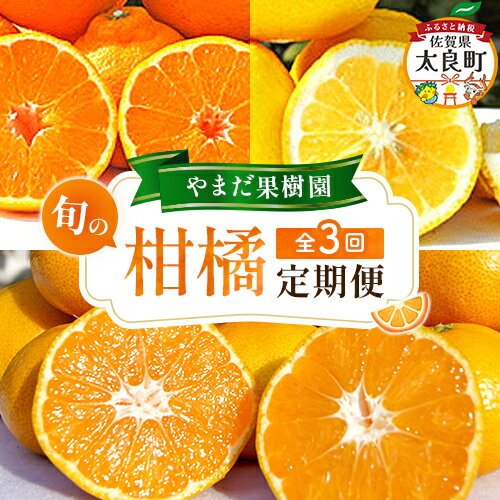 やまだ果樹園の柑橘定期便　みかん ミカン 蜜柑 たらみかん 太良みかん 柑橘 国産 フルーツ 果物 くだもの 果実 ビタミン豊富 爽やか 甘い 濃厚 贈答品 贈り物 定期便 定期 佐賀県 太良町 Q63