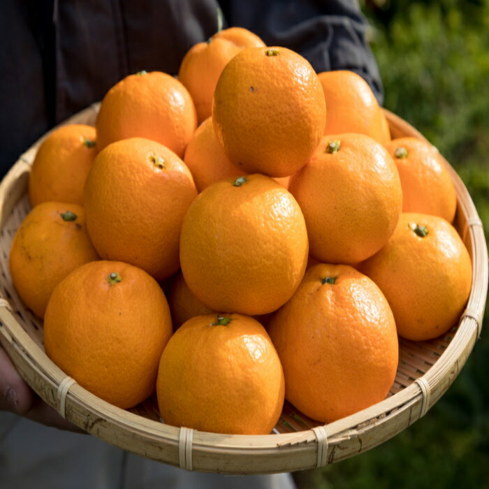 【ふるさと納税】【先行予約】辰見農園の完熟みかん 5kg | みかん ミカン 蜜柑 小玉 ふるさと納税 5kg 有明海 柑橘 甘い Sサイズ 完熟 果物 フルーツ 佐賀県 太良町 L90 サムネイル2