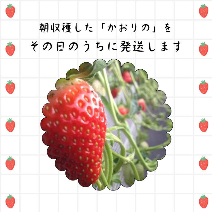 【ふるさと納税】NB-5 太良町産「かおりの」ソフトパック4P 生産者直送！朝採り苺！ サムネイル3