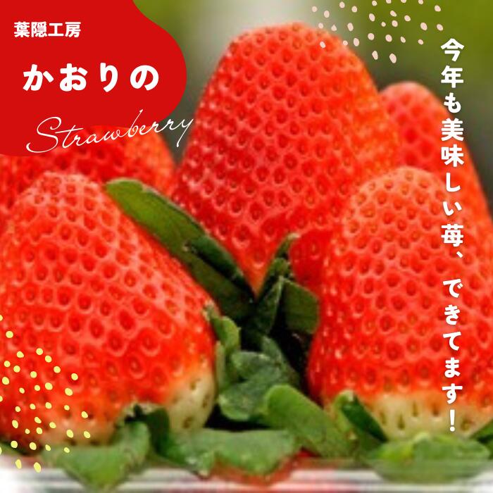 【ふるさと納税】NB-5 太良町産「かおりの」ソフトパック4P 生産者直送！朝採り苺！ サムネイル2