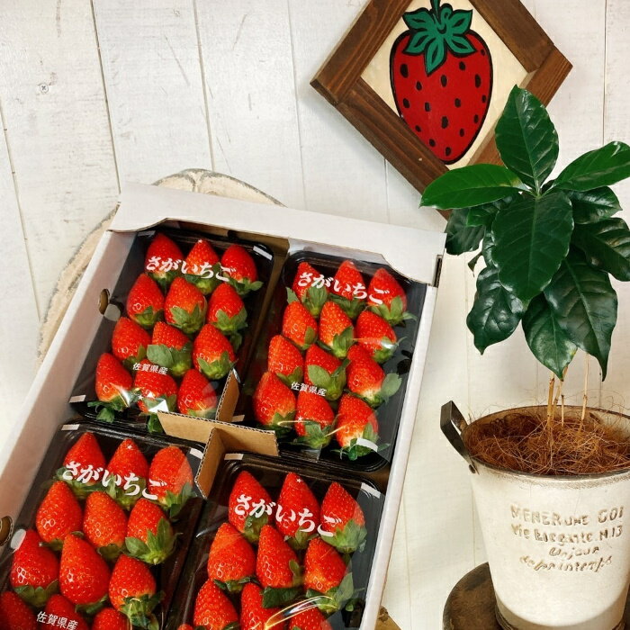 NB-5 太良町産「かおりの」ソフトパック4P 生産者直送！朝採り苺！