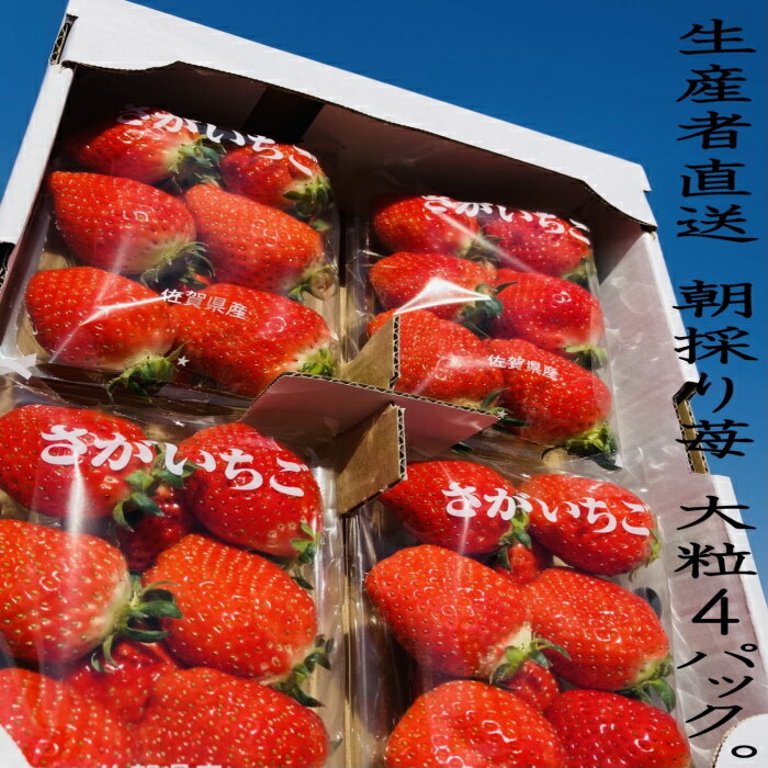 N-88 太良町産「かおりの」約270g×4P　生産者直送！朝採り苺！