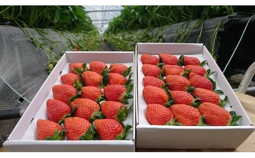 【ふるさと納税】R-28 太良町産「かおりの」定期便4回コース　生産者直送！朝採り苺！ サムネイル2