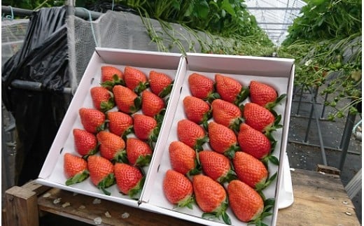 【ふるさと納税】R-28 太良町産「かおりの」定期便4回コース　生産者直送！朝採り苺！ サムネイル3