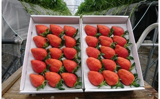 R-28 太良町産「かおりの」定期便4回コース　生産者直送！朝採り苺！