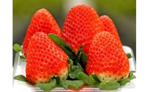 【ふるさと納税】M-42 太良町産「かおりの」化粧箱1箱　生産者直送！朝採り苺！ 太良町 かおりの 国産 佐賀県産 太良町産 いちご 苺 イチゴ 1箱 約450g 朝採り 化粧箱入り 果肉がジューシー 糖度高め 葉隠工房 レトロカフェ サムネイル2